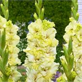 Гладиолус Кемерово