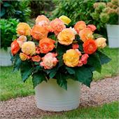 Бегония Суперба Болеро