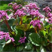 Бадан (Bergenia) cordifolia Rotblum