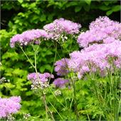 Василистник водосборолистный Purpureum