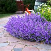 Котовник (Nepeta) faassenii Kit Cat