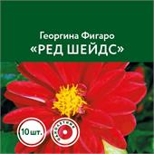 Георгина Фигаро Ред Шейдс Сады Урала