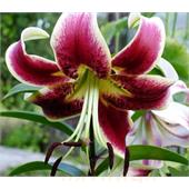 Лилия Шахерезада