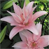 Лилия Элоди азиатская махровая