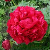 Пион Адольф Руссо