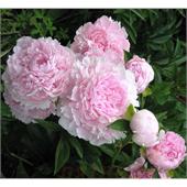 Пион Альберт Крусс