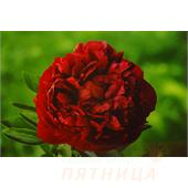 Пион Генри Бакстоус 
