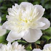 Пион Дачес Де Немурс 