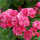 Роза Хотлайн (почвопокровная) ярко-розовая