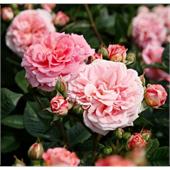 Роза Амаретто (флорибунда) кремово-абрикосовая