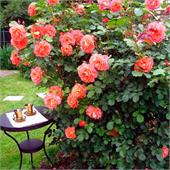 Роза Вестерланд (шраб) лососевый