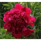 Пион Инспектор Лаверн