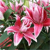 Лилия Розелла Лорена