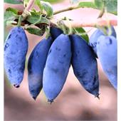 Жимолость Чулымская