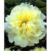 Пион Лаура Дессерт