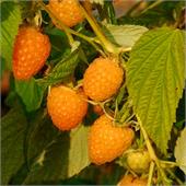 Малина Золотой гигант