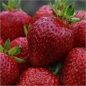 Земляника Вивальди