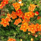 Лапчатка (Potentilla) fruticosa Sunset