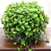 Каллизия зеленая