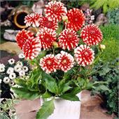 Георгина Мьюзетт