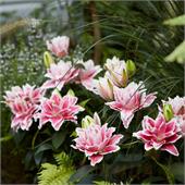 Лилия Розелла Виола