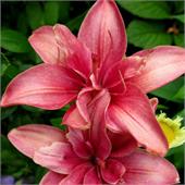 Лилия Джаст Киддинг