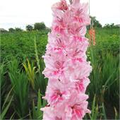 Гладиолус Кавказ