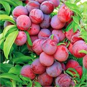 Слива Красный шар