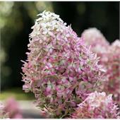 Гортензия метельчатая Royal Flower