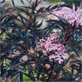 Бузина (Sambucus) nigra Black Lace