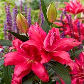 Лилия Розелла Рианна