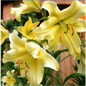 Лилия Биг Бразер