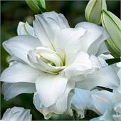 Лилия Гуапа