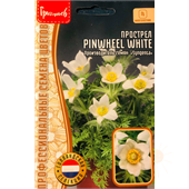 Прострел Pinwheel White 3шт ЧК