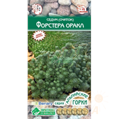 Седум Форстера Оракл 10шт ЕвроСемена