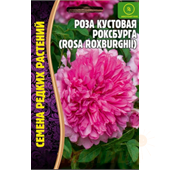 Роза кустовая Роксбурга 10шт ЧК