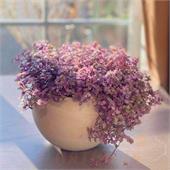 Каллизия розовая