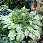 Медуница Сильверадо