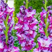 Гладиолус Печора