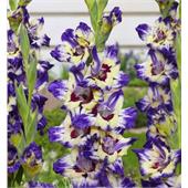 Гладиолус Циркус Клаб