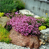 Гипсофила ползучая ( repens Rose)