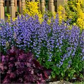 Котовник кошачий (Nepeta cataria) Catmint