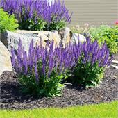 Шалфей (Salvia) nemorosa West-Friesland