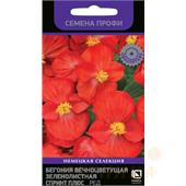 Бегония Спринт Плюс Ред вечноцветущая зеленолистная  10шт Поиск