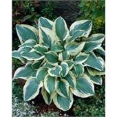 Хоста Пилигрим (Pilgrim)