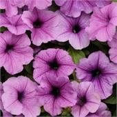 Петуния Игл F1 Плам вейн грандифлора 5др Sakata/Садовита