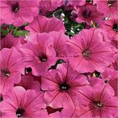 Петуния Суперкаскадная F1 Розовая грандифлора 10др PanAmerican/Садовита