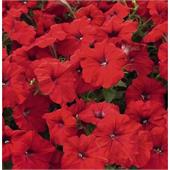 Петуния Ура F1 Красная мультифлора 7др Syngenta/Садовита 