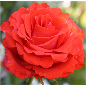 Роза Анжелика (чайно-гибридная) (лососево-оранжевая)