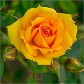 Роза Керио (чайно-гибридная) (ярко желтая)